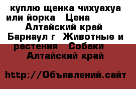 куплю щенка чихуахуа или йорка › Цена ­ 3 000 - Алтайский край, Барнаул г. Животные и растения » Собаки   . Алтайский край